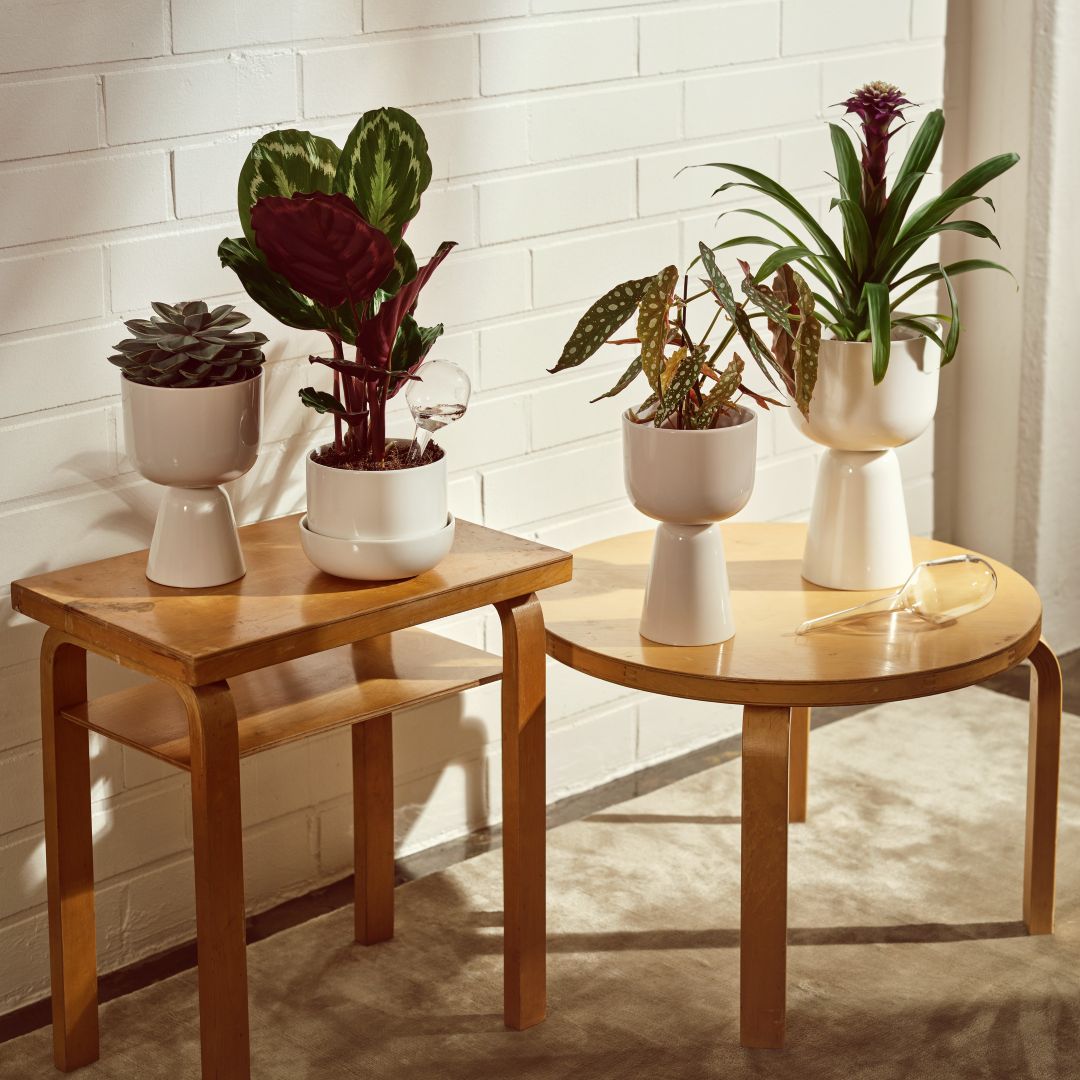 プラントポット キャンペーン【10月1日(水)－30日(木)】